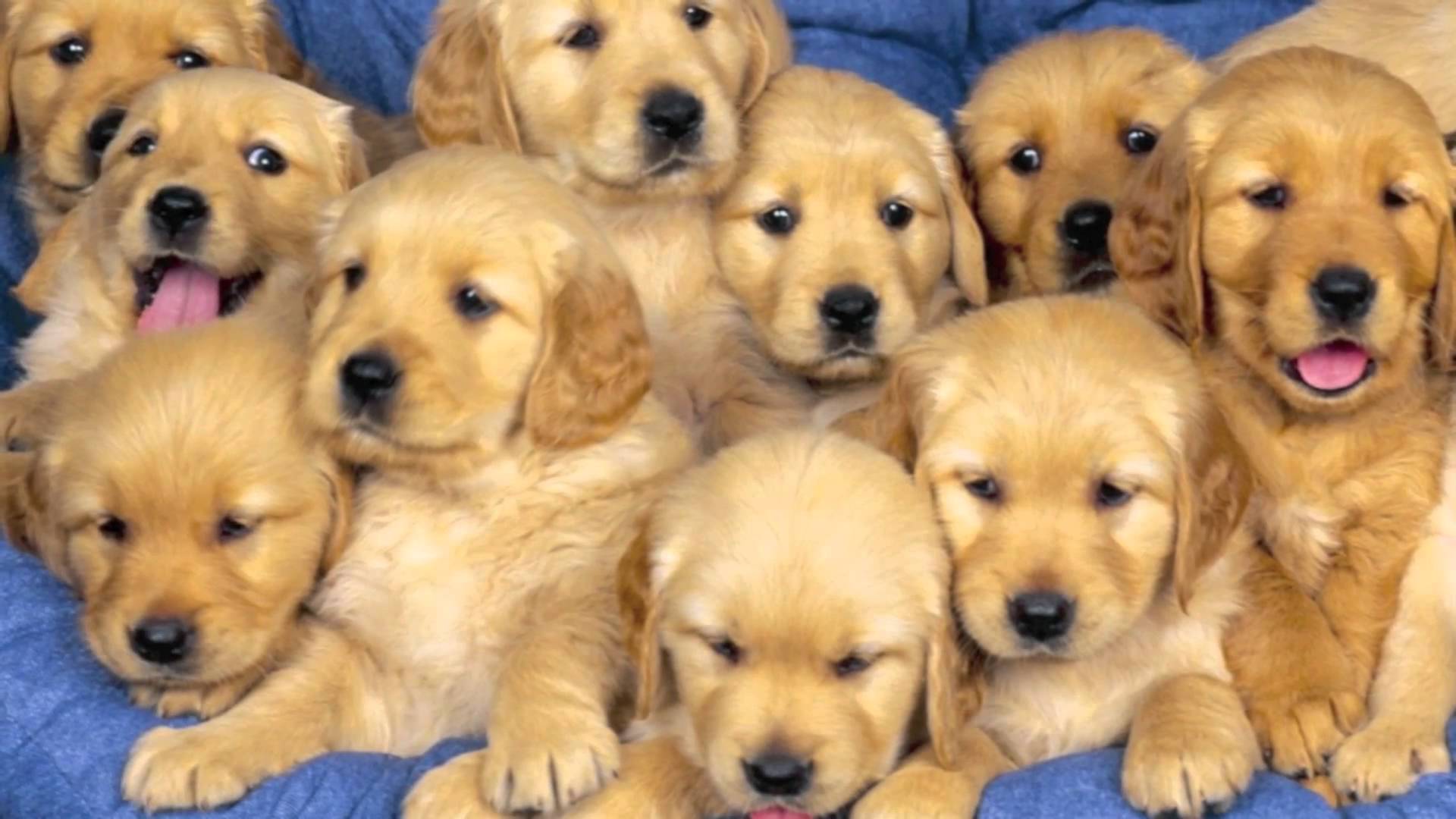 Traffico internazionale di cuccioli di cane: 8 ordinanze cautelari