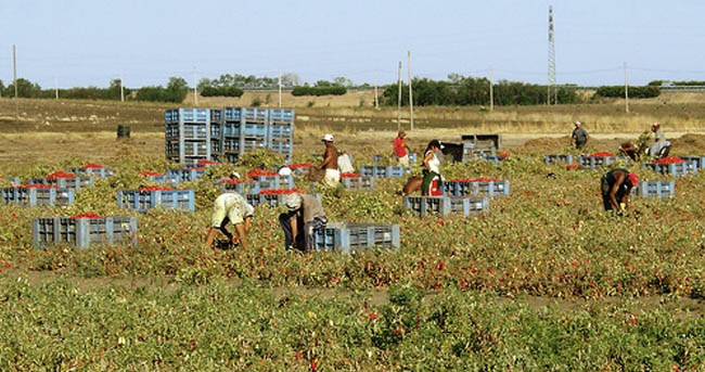Giugliano, operai ridotti in schiavitù: arrestati due imprenditori agricoli - Cronache della Campania