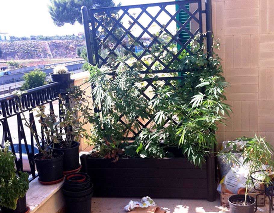 Per la Cassazione è lecito tenere piantine cannabis sul balcone