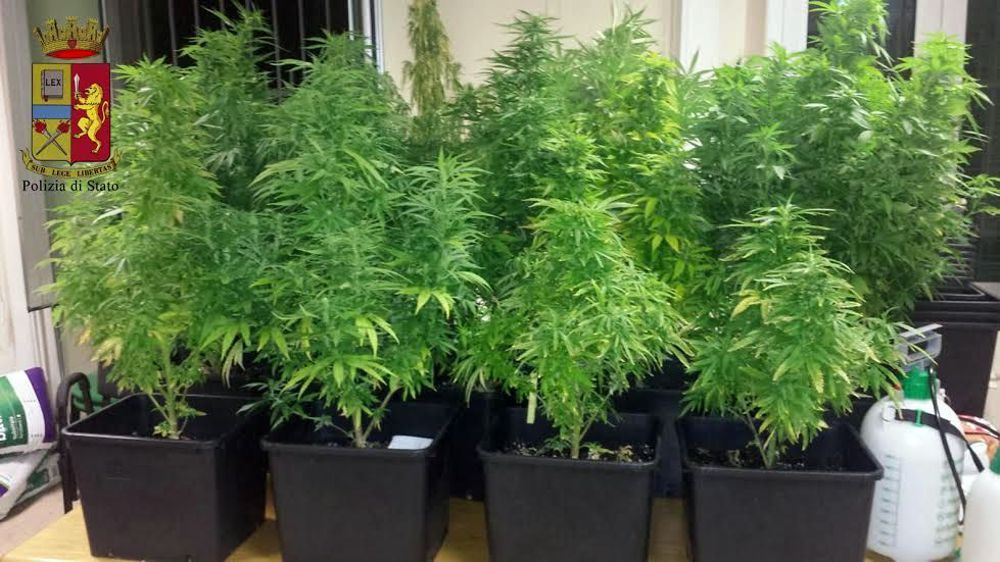marijuana piante sequestro 1-2
