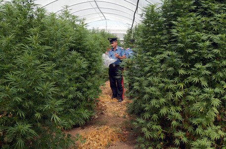 Coltivava cannabis in un fondo agricolo a Caiazzo: arrestato 41enne di Caserta
