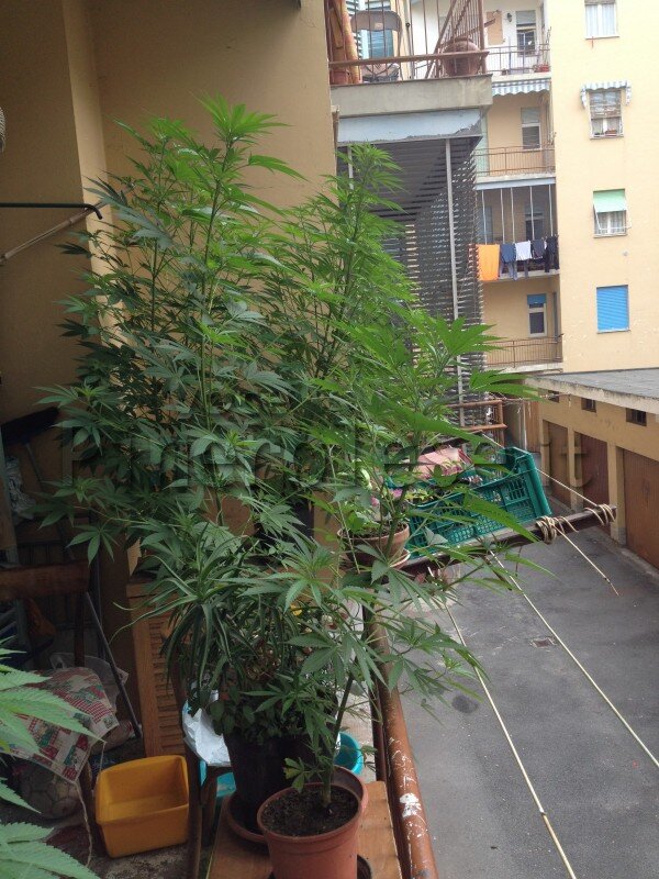 Salerno, coltivava cannabis sul balcone di casa: in manette 30enne