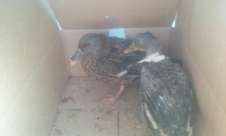 Giugliano, vendeva su internet Germani Reali di anatre: denunciato un 26enne