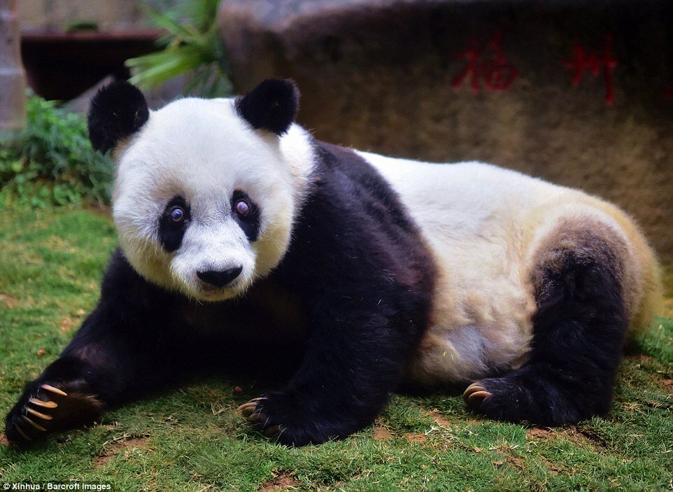 E’ morto Basi, il panda più vecchio al mondo