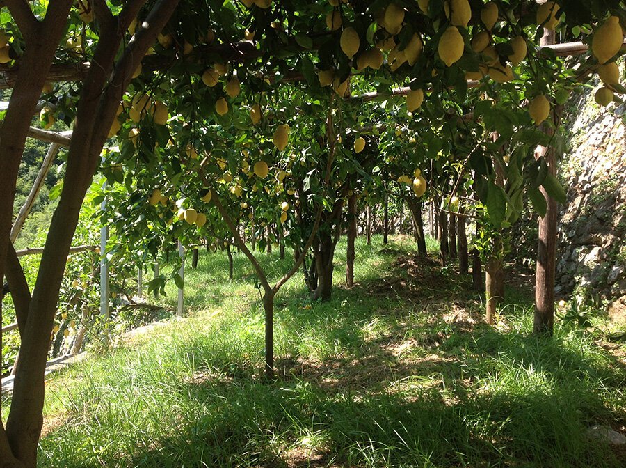Persi due milioni di euro in limoni: lo conferma il Consorzio di Tutela Limone Costa d’Amalfi I.G.P.