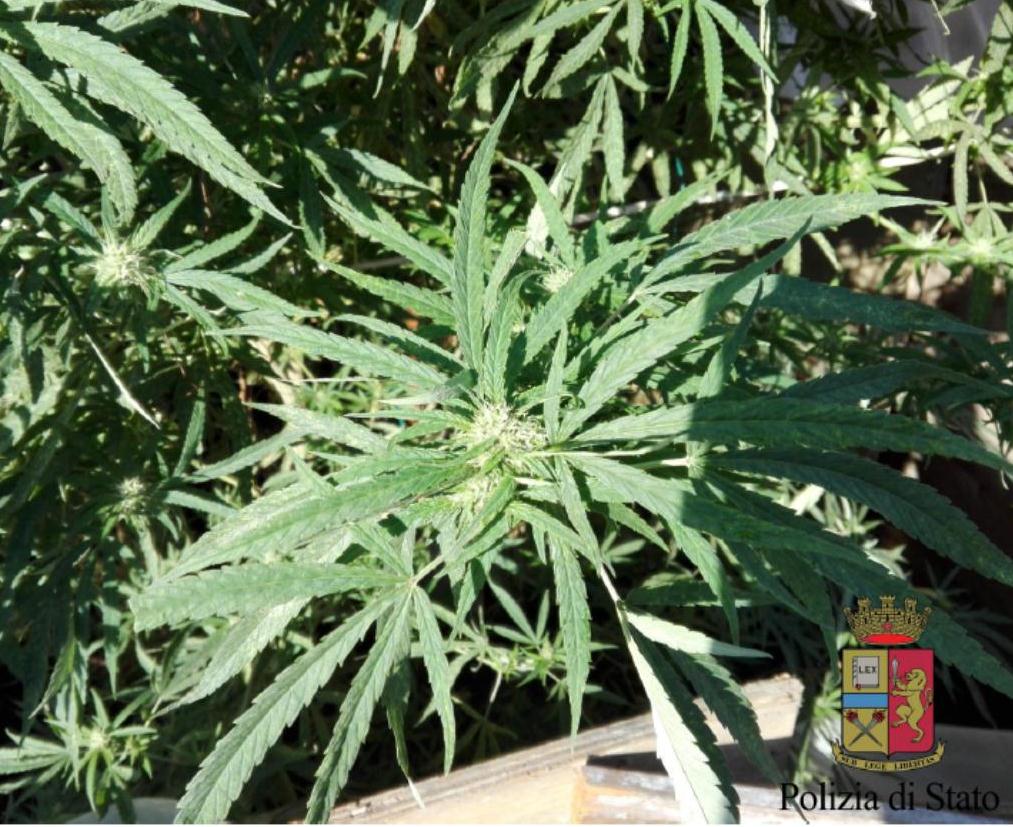 Acerra, trovato con piante di marijuana in casa: arrestato 46enne