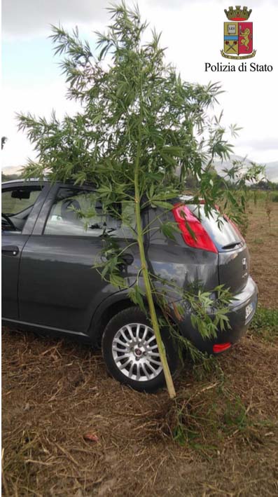 Nola, coltivava marijuana nel campo di granoturco: arrestato 21enne