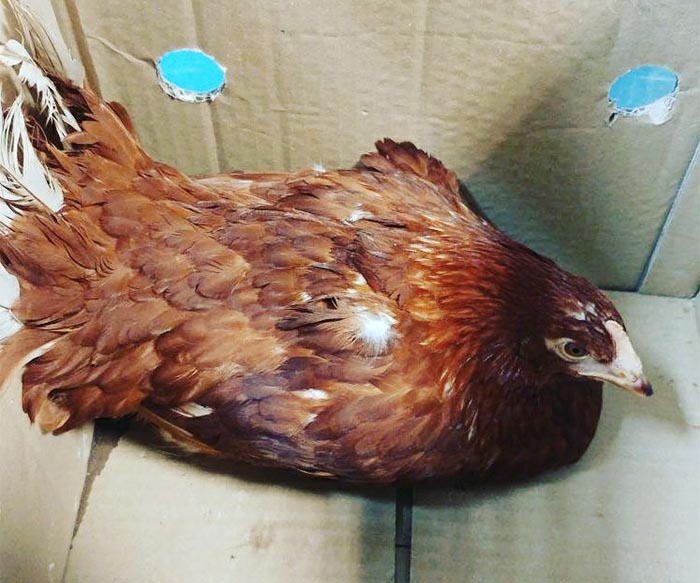Napoli, baby gang torturava una gallina: salvata da una giovane coppia costretta a scappare