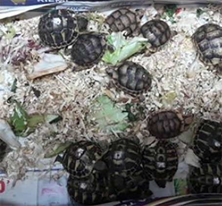 Napoli, vendeva baby tartarughe e animali esotici su internet: denunciato un 25enne