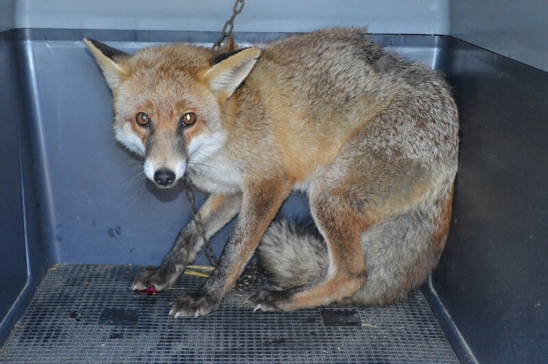 Aveva in casa una volpe come animale da compagnia: denunciata