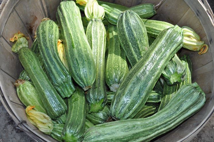 Acerra, rubano casse di zucchine a un agricoltore: fermati 4 albanesi