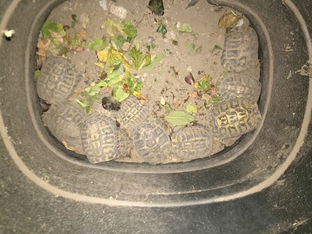 Nola, denunciato venditore di baby tartarughe