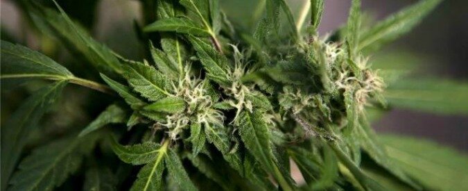 Cannabis terapeutica: la legge slitta, mancano i soldi, ecco le testimonianze