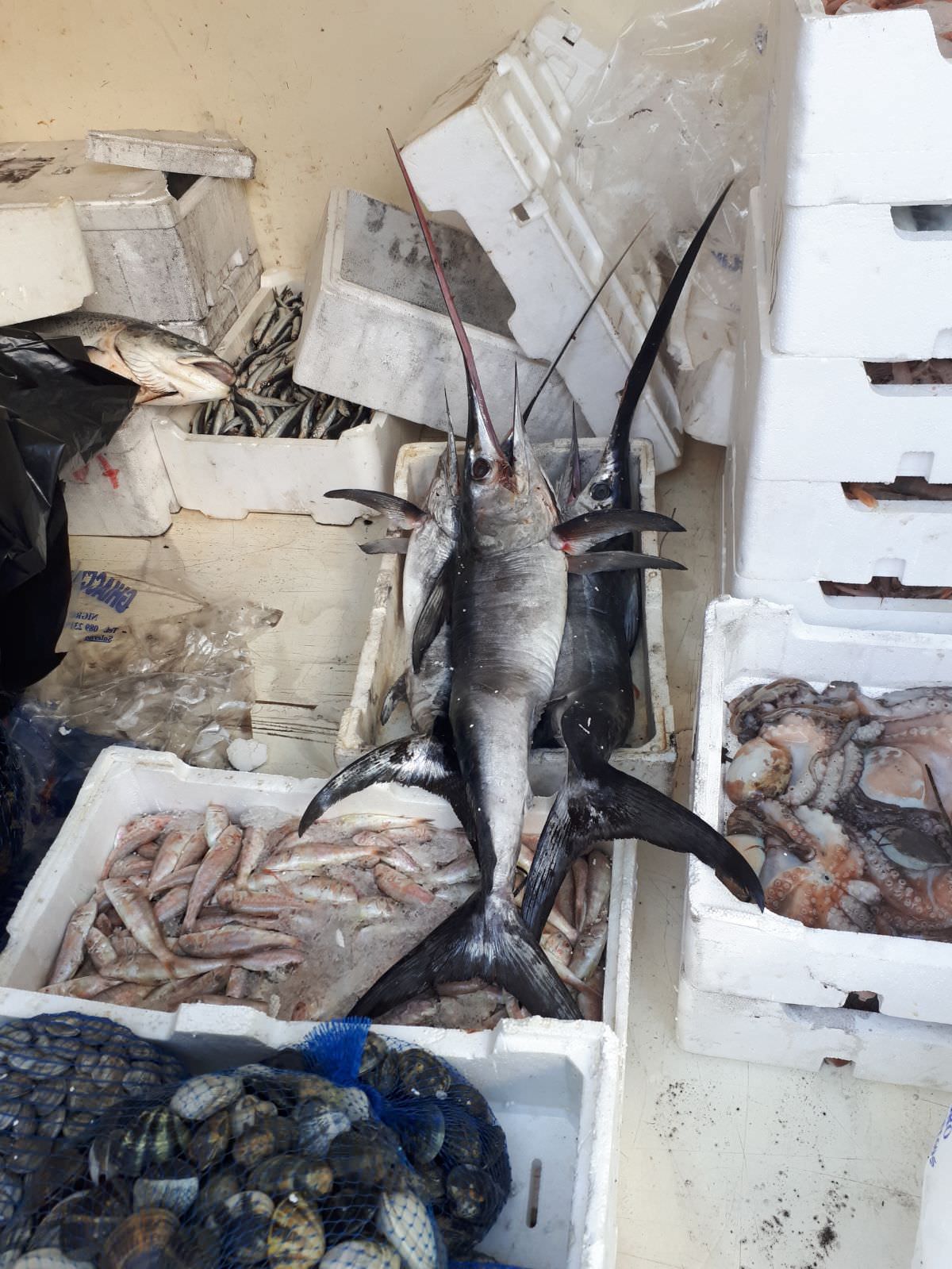 Vendeva pesce spada ”sotto taglia”, denunciato commerciante del Cilento