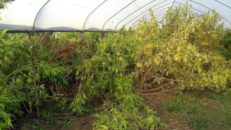 Serre per marijuana nel Casertano: sequestrati 50 chili e un arresto