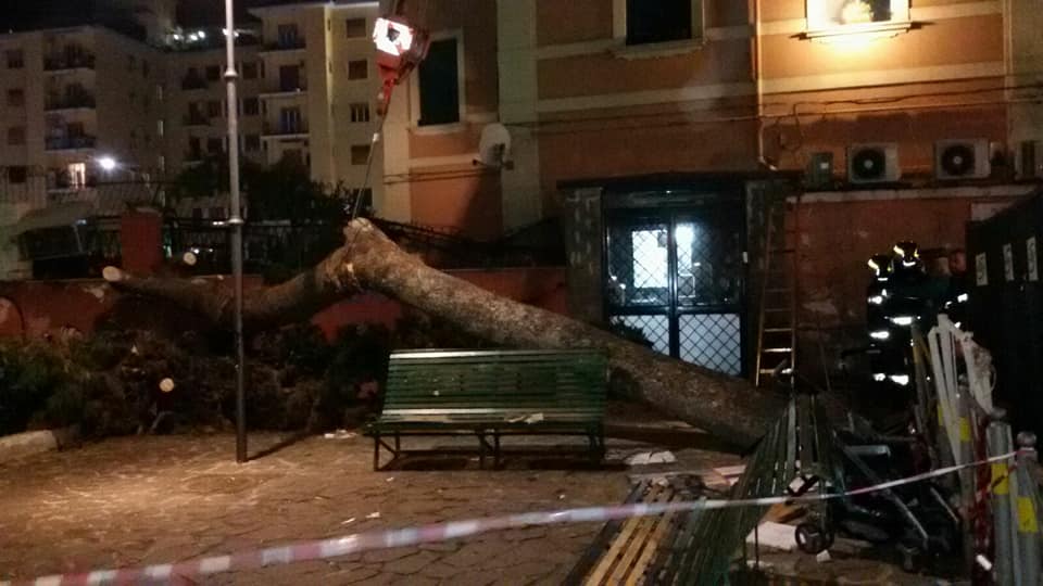 Napoli, il vento abbatte un pino in piazzetta Arenella: tragedia sfiorata