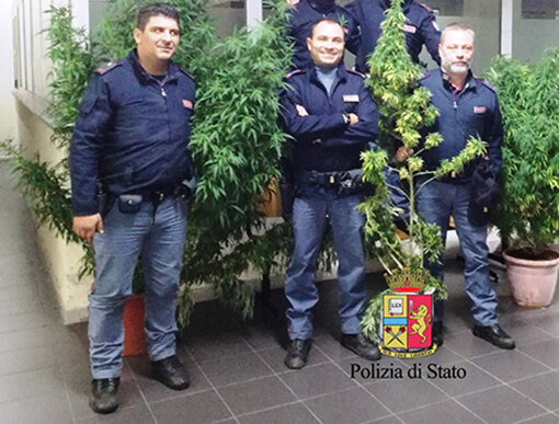Napoli, la polizia sequestra tre piante di marjiuana a Scampia