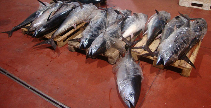 Pesce senza tracciabilità al ristorante e sulle bancarelle : 4 denunce