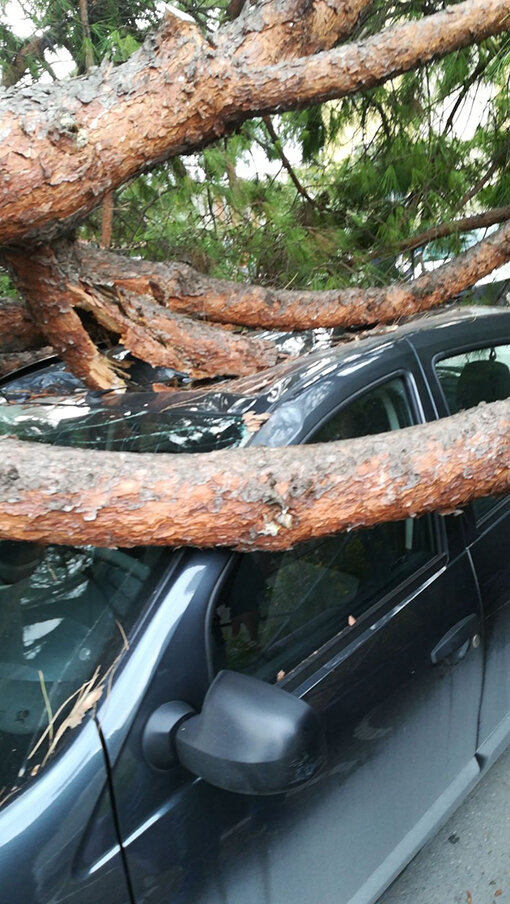 Scafati, tragedia sfiorata: il vento sdradica un pino in piazzetta Genova e distrugge un’auto in sosta