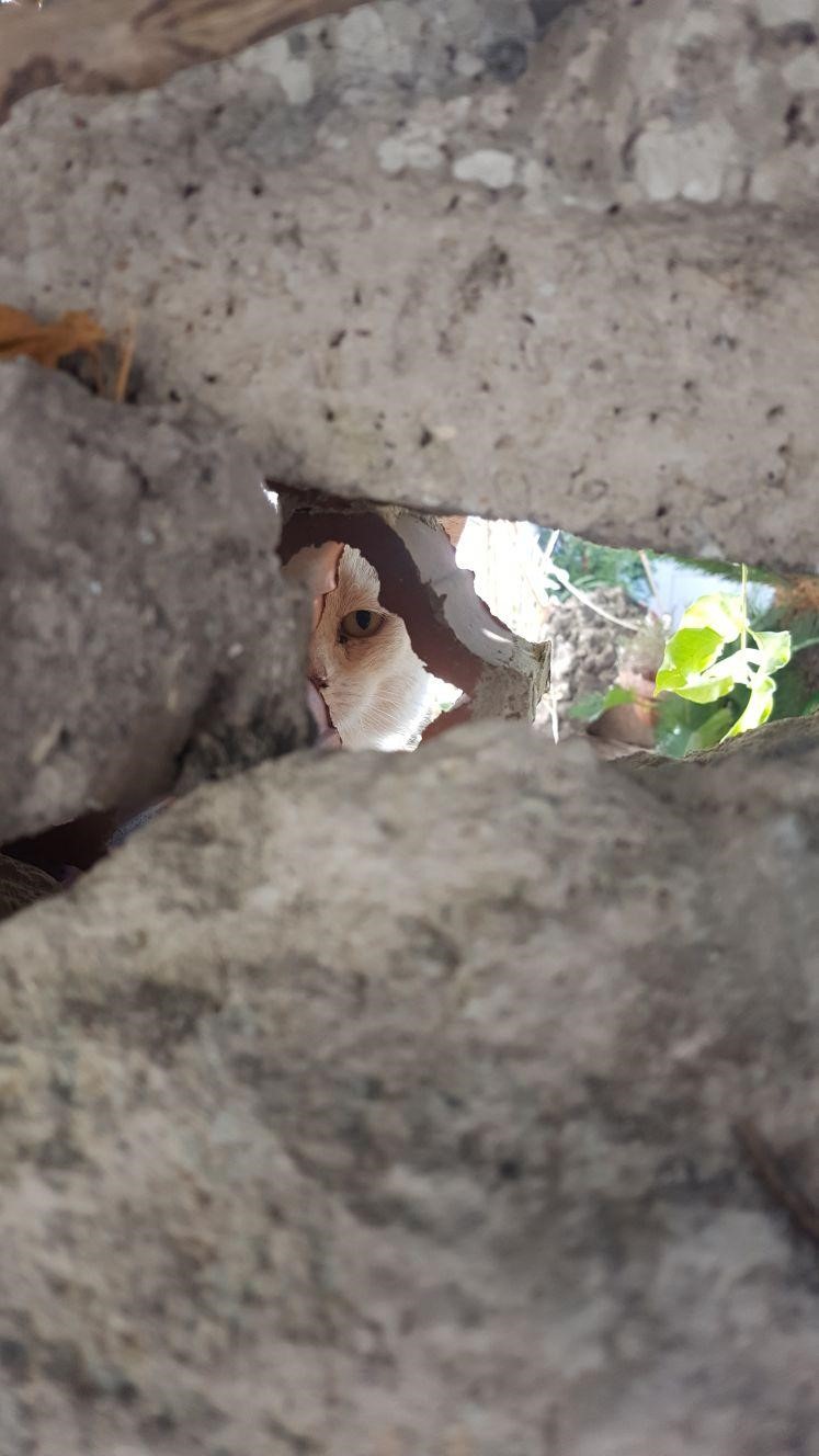 Il cuore grande dei volontari per salvare i gatti di Ischia