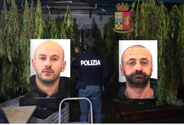 Castellammare, producevano marjiuana in un fondo agricolo arrestati in due. IL VIDEO