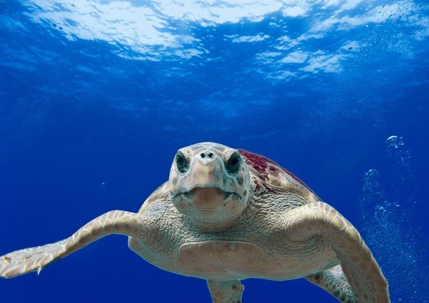 Dopo le cure, 5 tartarughe Caretta caretta tornano in mare