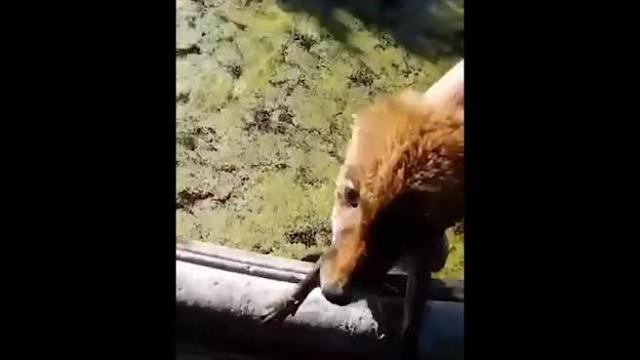 Napoli, volpe cade nella vasca del Bosco di Capodimonte: salvata dai dipendenti del Museo