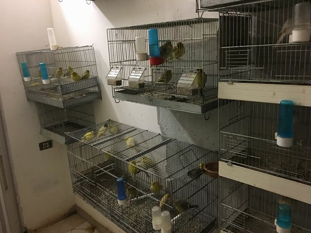 Vendeva uccelli di specie protetta all’uscita della Metro di Scampia: denunciato 21enne