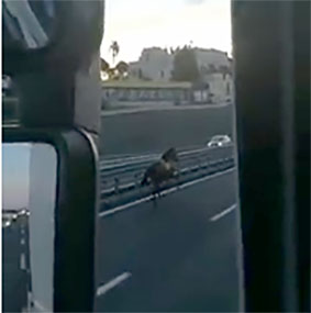 Ercolano, cavallo in autostrada: il video virale sul web