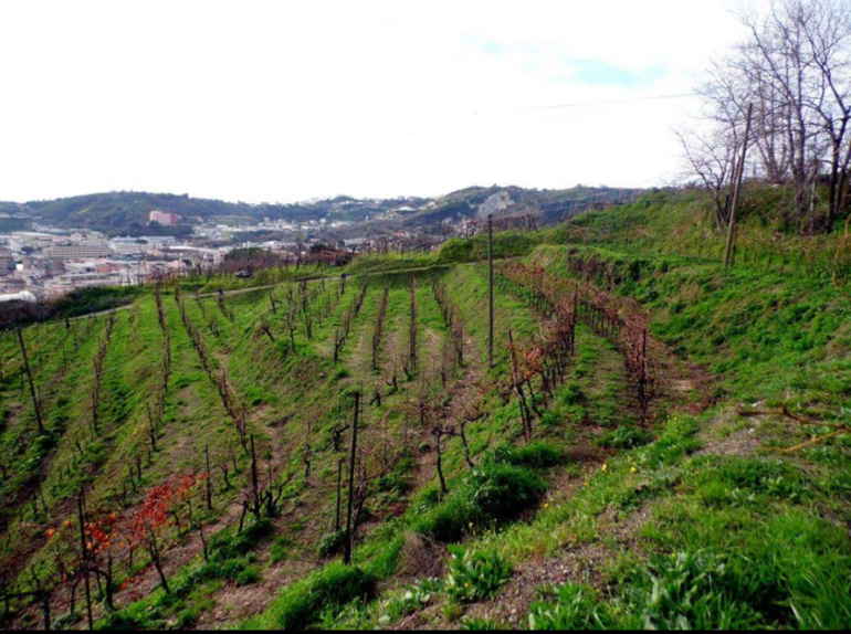 Capodimonte, al Real Bosco il festival delle vigne metropolitane di Napoli