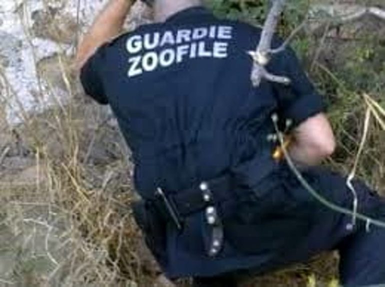 Napoli, condannate le 4 false guardie zoofile