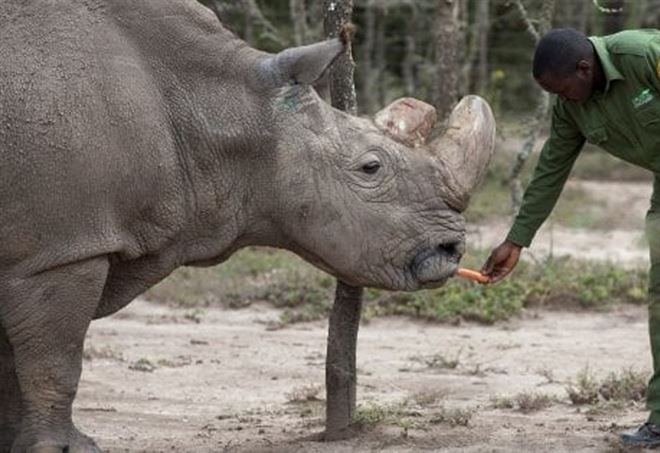 KENYA Morto l’ultimo maschio di rinoceronte bianco settentrionale del pianeta