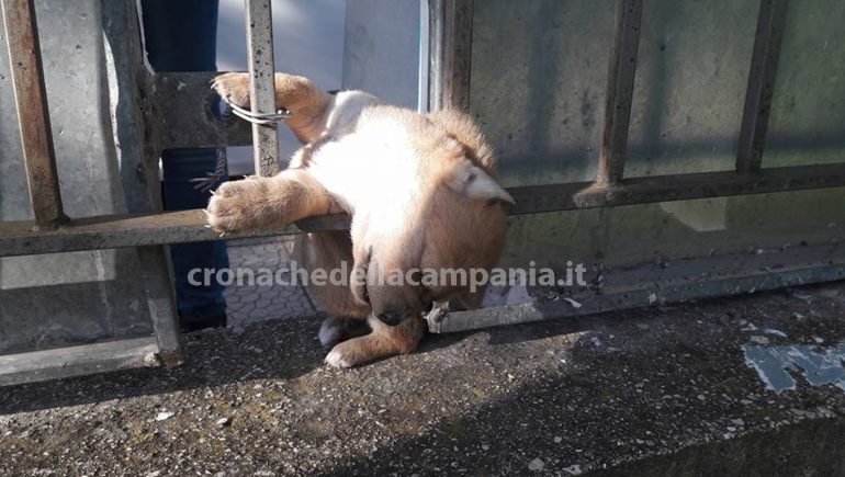 Cucciolo di cane ucciso e attaccato a un cancello: le foto indignano il web. La protesta degli animalisti
