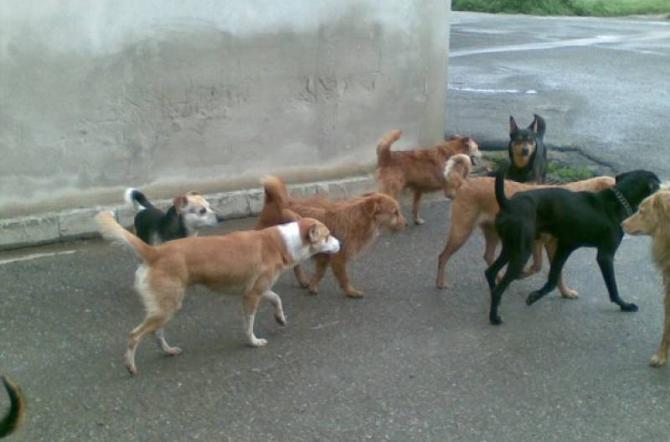 Maltrattava gli animali: chiuso allevamento di cani nel Casertano