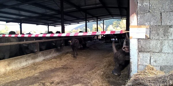 Denunciato allevatore di bufale del casertano che scaricava acque reflue nel Volturno