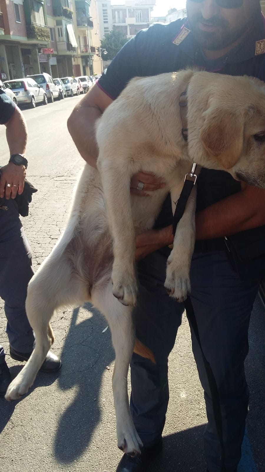 San Giorgio, la polizia salva un Labrador chiuso al caldo in un’auto