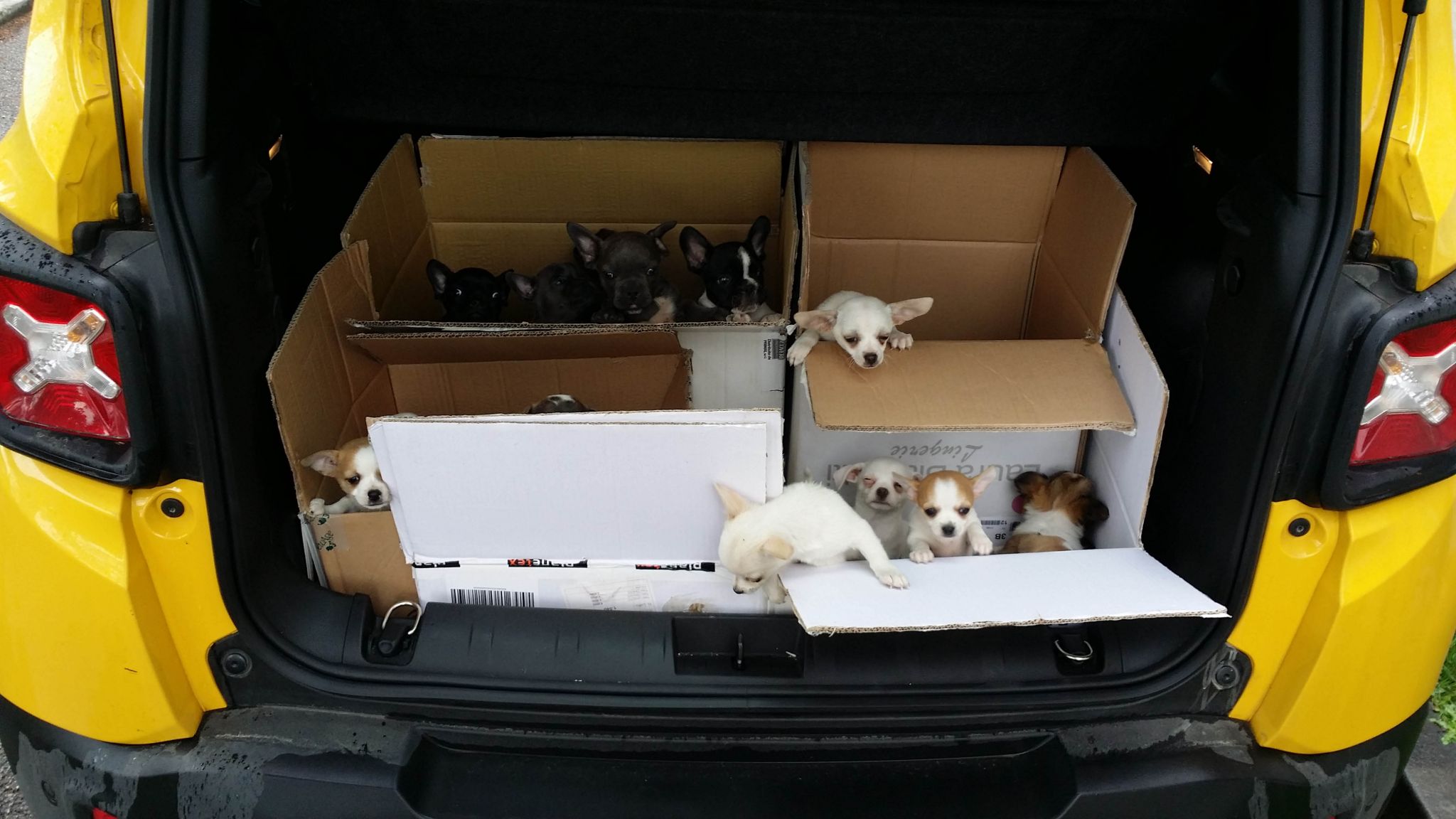 Portavano dall’Ungheria 34 cuccioli di cane nel bagagliaio dell’auto: denunciata coppia di napoletani. IL VIDEO