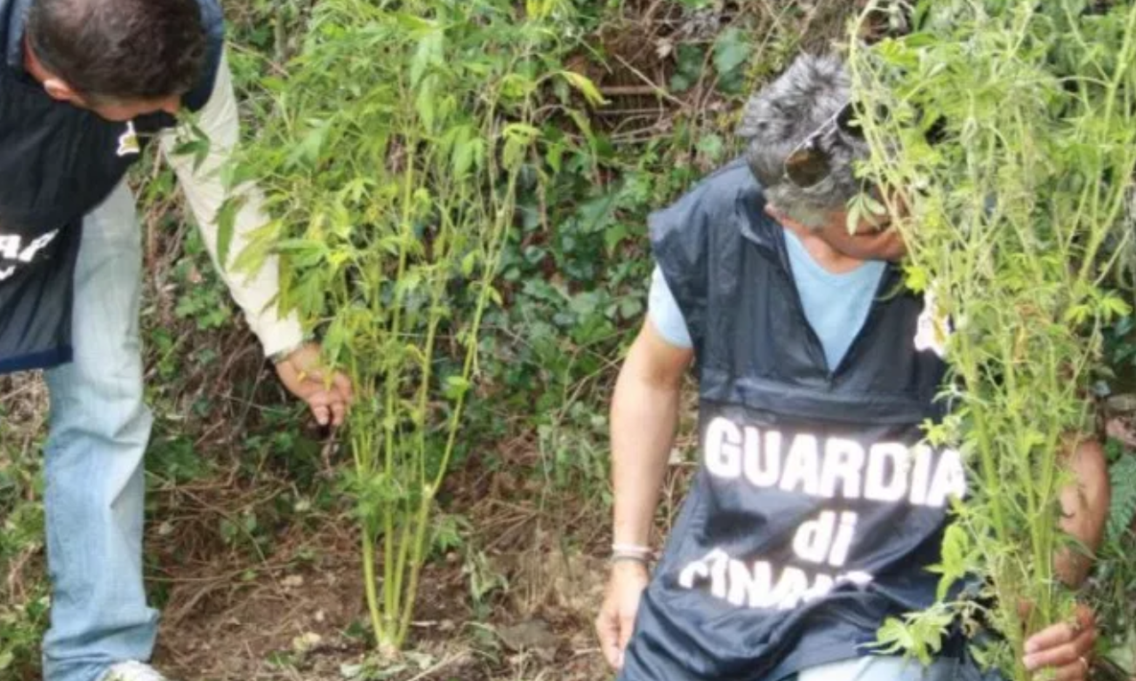 Gragnano, nuovo colpo ai narcos: sequestrate 520 piante di cannabis