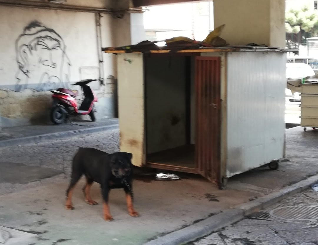 Napoli, cani maltrattati a due passi dalla Prefettura: blitz vigili urbani e Asl