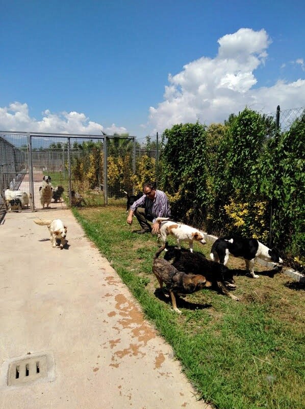 Caserta, gli animalisti protestano: ‘I comuni non pagano il canile, 700 senza cibo’