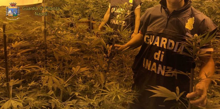 Sant’Anastasia, scoperta serra artigianale con 85 piante di cannabis: arrestato. IL VIDEO