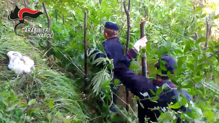 Duro colpo ai narcos dei Lattari: oltre 3mila piante di cannabis scoperte tra Gragnano e Casola