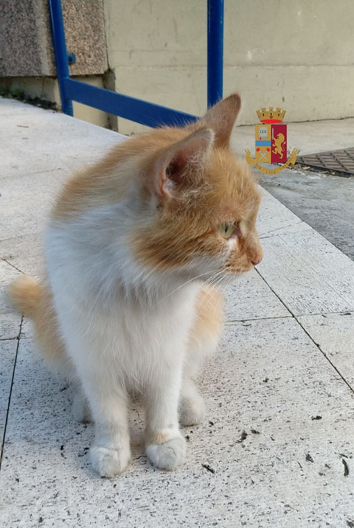 Napoli, gattina salvata e adottata dalla polizia stradale a Fuorigrotta