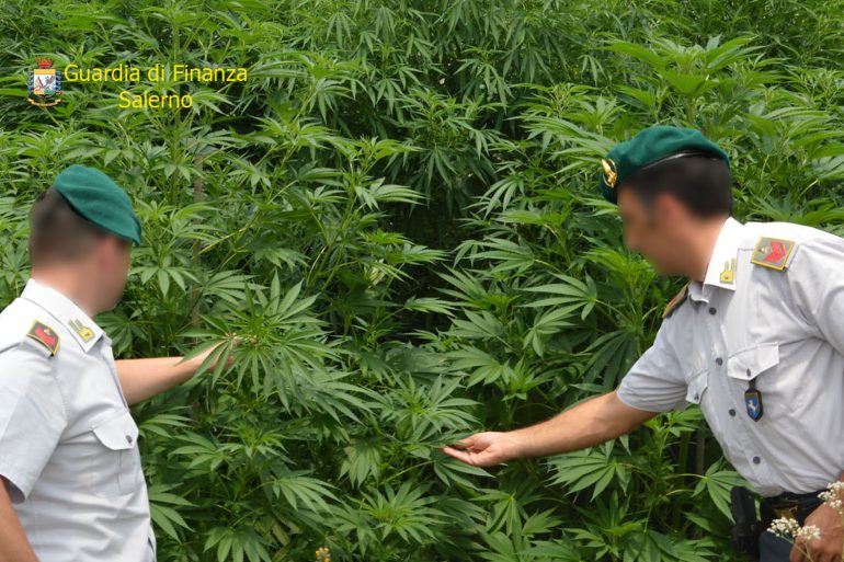 Nella serra 42 piante di marijuana al posto dei fiori: arrestato