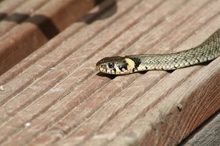 Sarno- Episcopio: spuntano serpenti nelle case