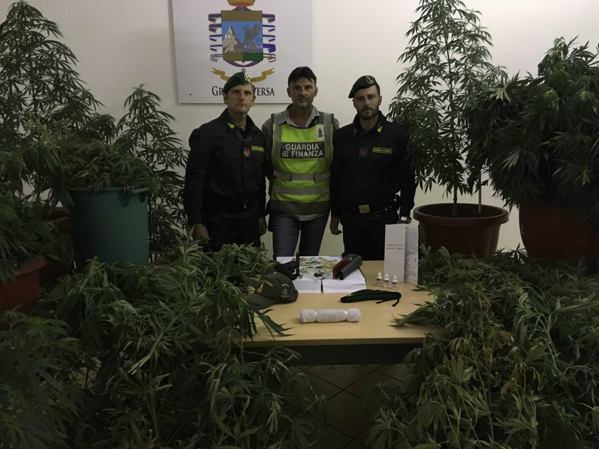 Terreno con 135 piante di cannabis nel casertano: arrestato due albanesi