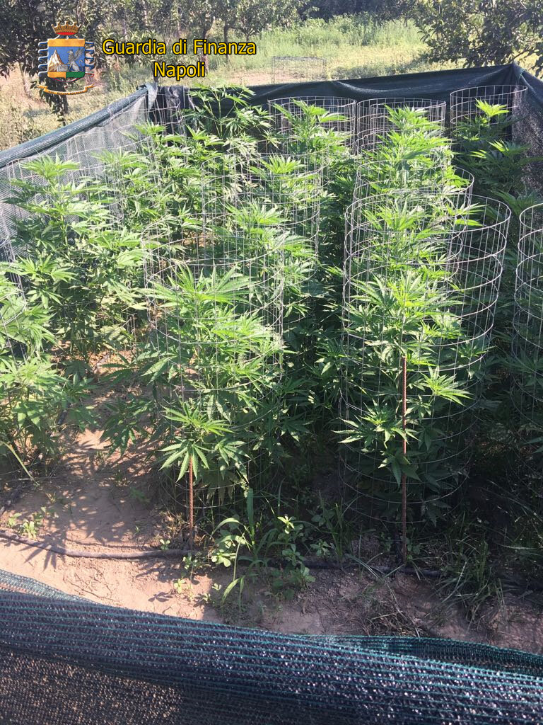 La Finanza scopre a Villaricca una piantagione di cannabis: arrestato 33enne