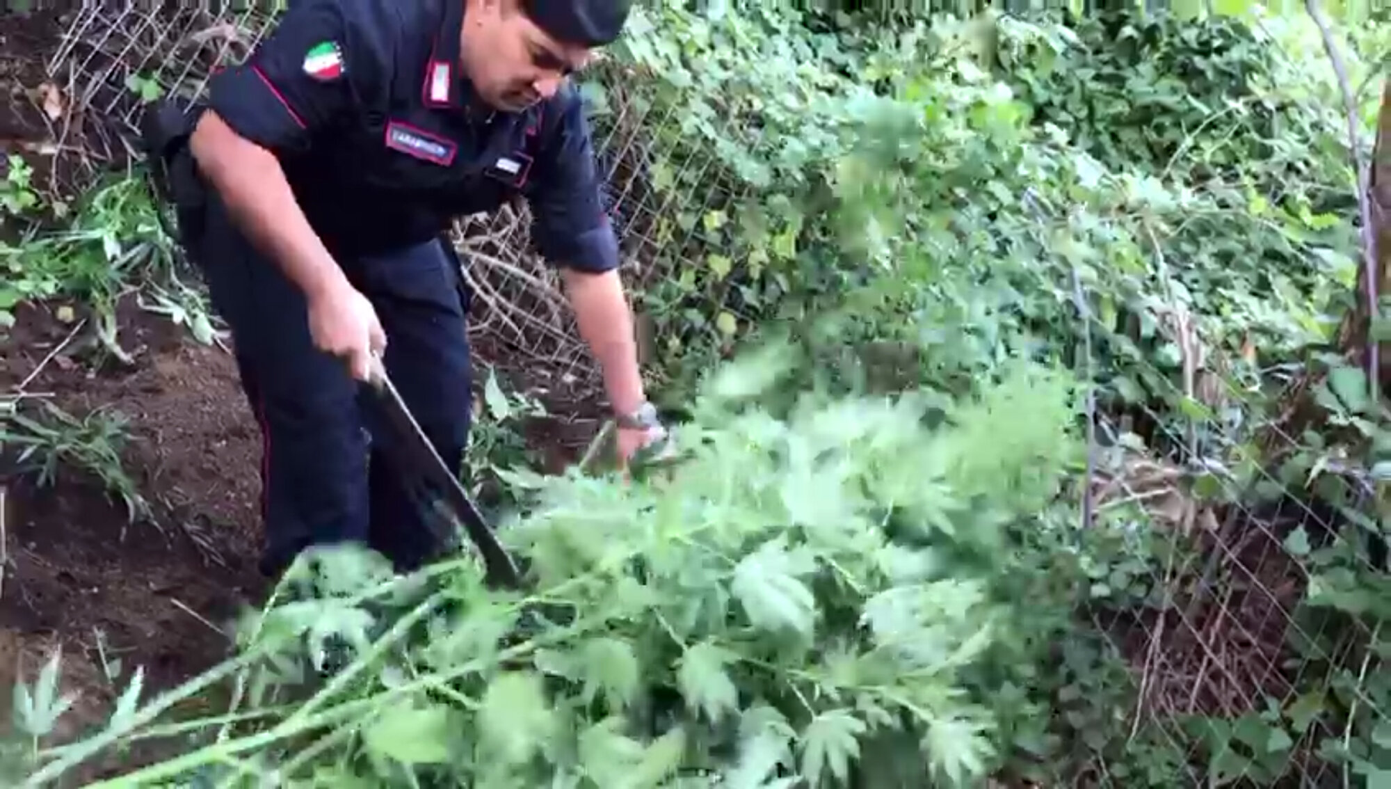Scoperte e distrutte 2700 piante di cannabis tra Casola e Gragnano sui Monti Lattari