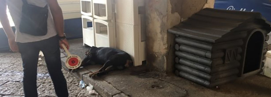 Napoli, cane molosso abbandonato su suolo pubblico in via Vespucci