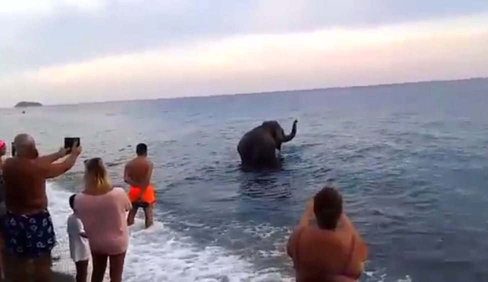Elefante scappa del circo e va in spiaggia a farsi il bagno. IL VIDEO VIRALE SUI SOCIAL